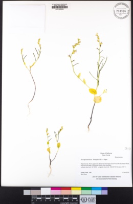 Image of Streptanthus hesperidis