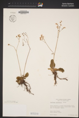 Micranthes californica image