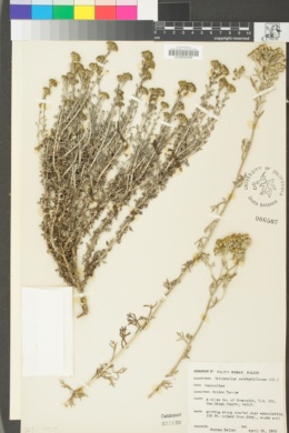 Eriophyllum confertiflorum image