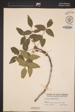 Pistacia weinmannifolia image