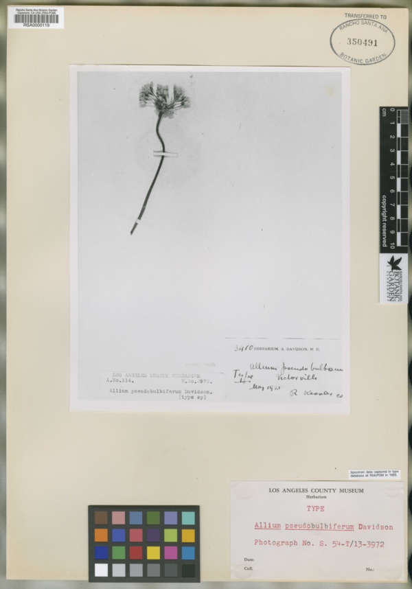 Allium pseudobulbiferum image