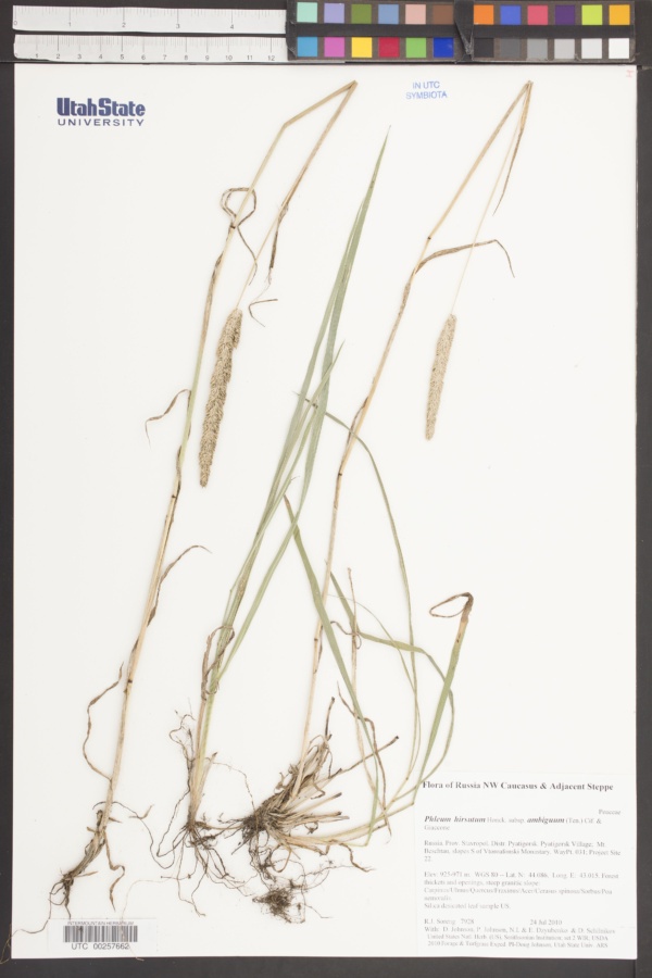 Phleum hirsutum subsp. ambiguum image
