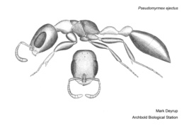 Pseudomyrmex ejectus image