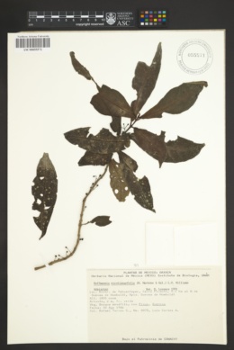 Image of Hoffmannia nicotanaefolia