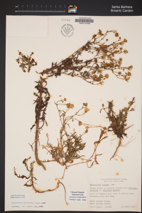 Malacothrix foliosa subsp. philbrickii image