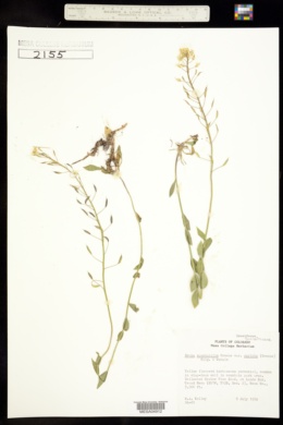 Draba spectabilis var. oxyloba image