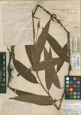 Image of Persicaria tanaophylla