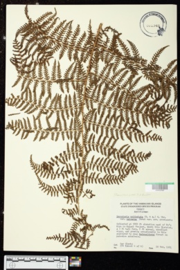 Dryopteris unidentata var. paleacea image