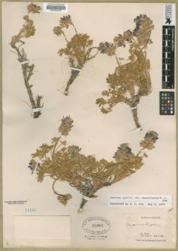 Lupinus lyallii var. macroflorus image