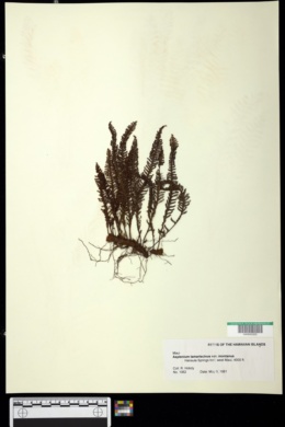 Adenophorus tamariscinus var. montanus image