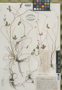 Ranunculus alceus image
