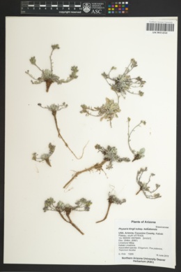 Physaria kingii subsp. kaibabensis image