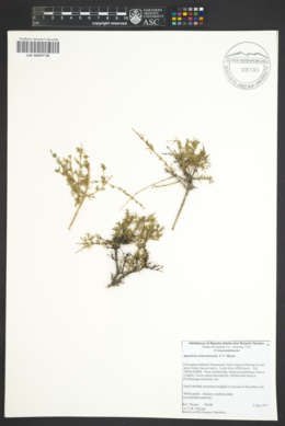 Apacheria chiricahuensis image