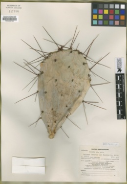 Image of Opuntia caesia