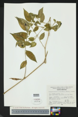 Phaeosphaerion leiocarpum image