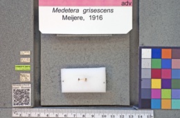 Image of Medetera grisescens