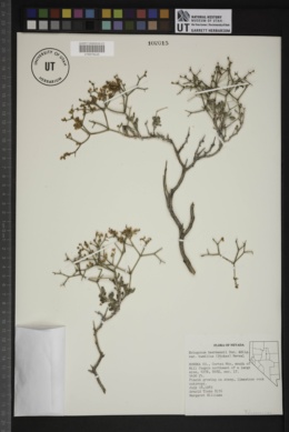 Eriogonum heermannii subsp. humilius image