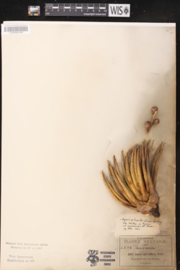 Agave polianthiflora image