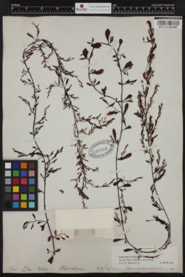Sargassum hemiphyllum image