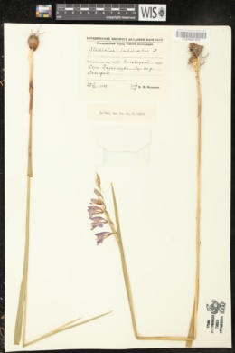 Gladiolus imbricatus image