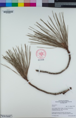 Image of Pinus taeda