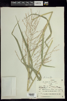 Arundinella palmeri image