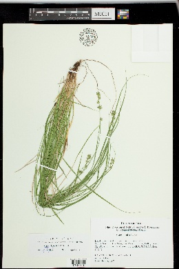 Carex leersii image