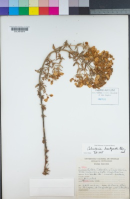 Calceolaria cajabambae image