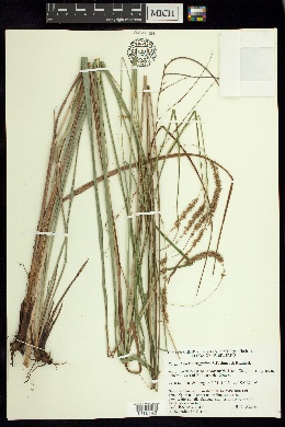Carex rhynchoperigynium image