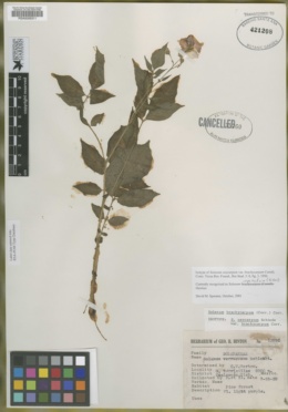 Solanum oxycarpum image