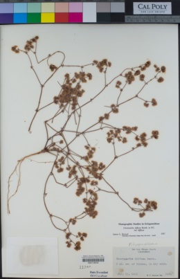 Chorizanthe diffusa image