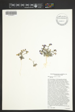 Gilia cana subsp. cana image