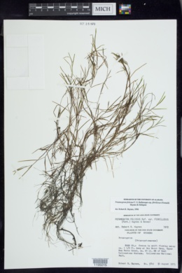 Potamogeton foliosus subsp. fibrillosus image