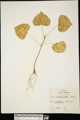 Image of Erythrina humeana