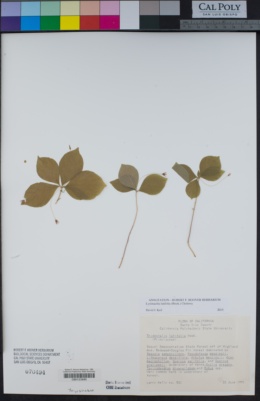 Image of Lysimachia latifolia