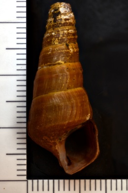Pleurocera brumbyi image