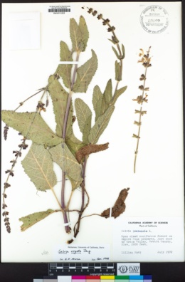 Salvia virgata image