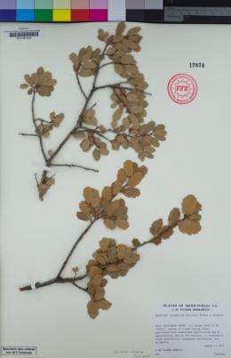Image of Quercus cornelius-mulleri