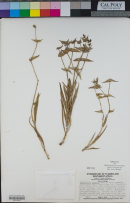 Image of Euphorbia monteiroi