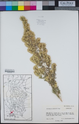 Image of Brickellia laciniata