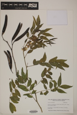 Cassia occidentalis image