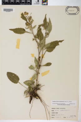 Image of Symphyotrichum drummondii