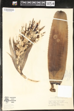 Image of Billbergia zebrina