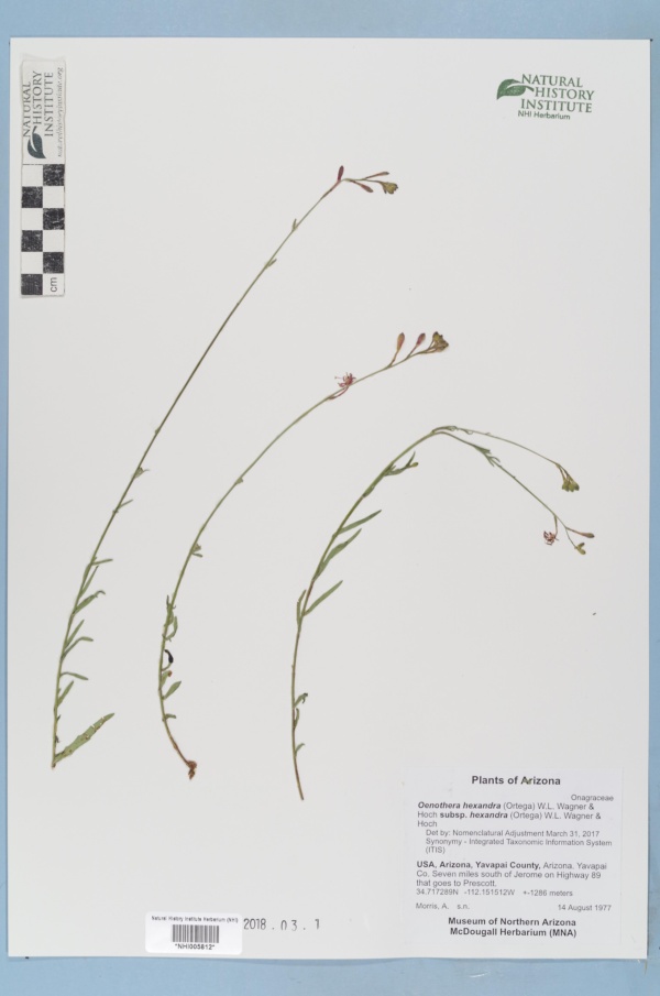 Oenothera hexandra subsp. hexandra image