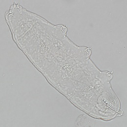 Isohypsibius pauper image