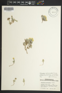 Physaria hitchcockii subsp. rubicundula image