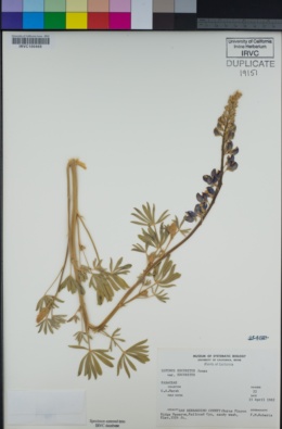 Lupinus excubitus var. excubitus image