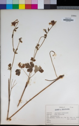 Image of Aquilegia canadensis