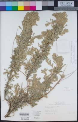 Artemisia tridentata subsp. parishii image