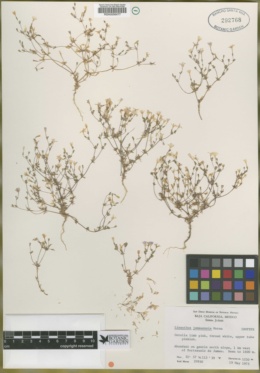 Linanthus jamauensis image